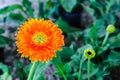 Closeup beautiful orange chrysanthemum bloom flowers in the garden Royalty Free Stock Photo